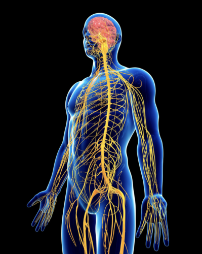 Nervous system